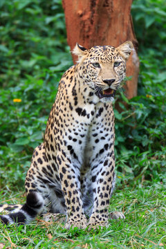 A beautiful jaguar tiger.
