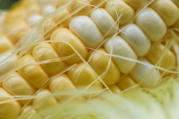 macro closeup of corn on the cob