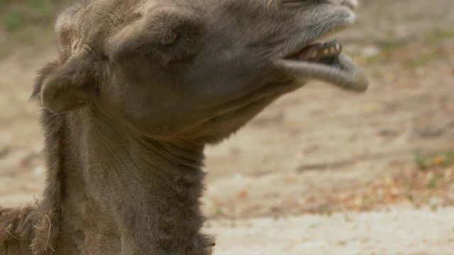 Wild Bactrian camel (Camelus ferus) grin - ungraded footage