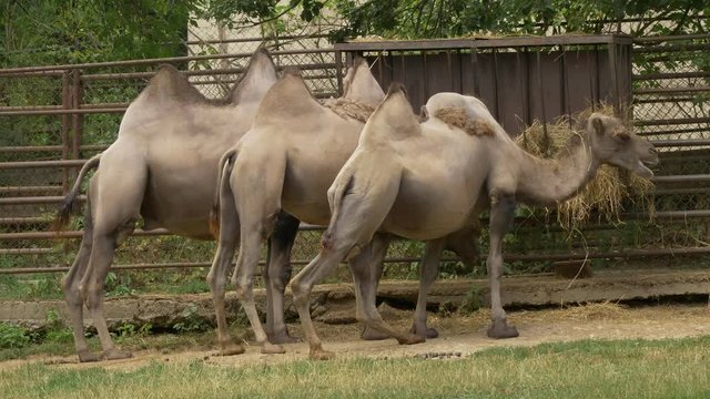 Wild Bactrian camel (Camelus ferus) eating hay - ungraded footage