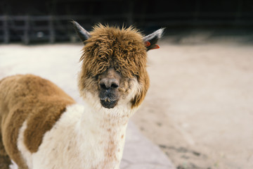 Fototapeta premium Llama or Alpaca (Vicugna pacos), Close up photograph of a brown and white alpaca