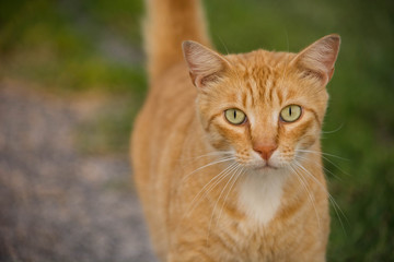 Ginger Tabby Cat with Green Eyes