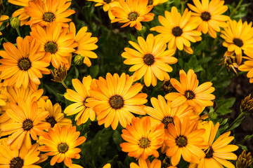 Orange Bunch of Daisies