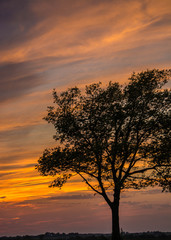 Fototapeta na wymiar Lone Tree at Sunset