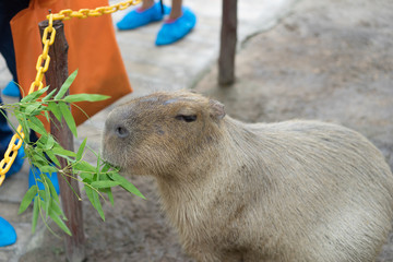 Biggest mouse, Capybara, Hydrochoerus hydrochaeris