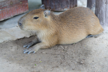 Biggest mouse, Capybara, Hydrochoerus hydrochaeris