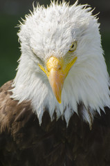 Bald Eagle looks down