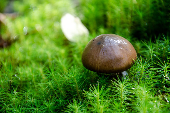 Mushroom in the light green forest. Autumn. Dry leaves,  moss background. 