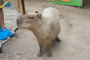 Biggest mouse, Capybara, Hydrochoerus hydrochaeris