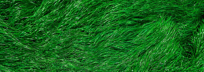 green grass in the pasture or meadow