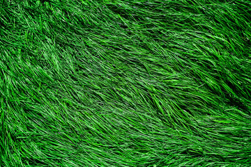 green grass in the pasture or meadow