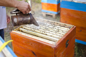 Bee apiary with bee colony in the garden. Beeking in summer. Beekeeper gets a honey