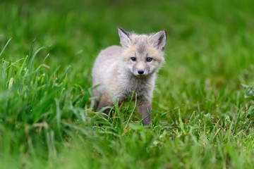 Fox cub in grass