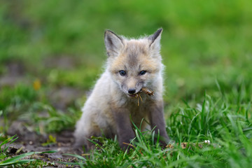 Naklejka na ściany i meble Fox cub in grass