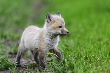Fox cub in grass