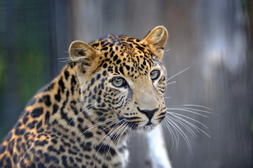 Close leopard portrait