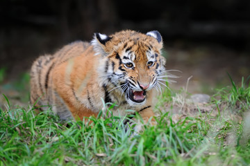 Portrait of a tiger cub