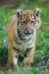 Portrait of a tiger cub