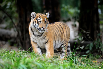 Tiger cub in grass