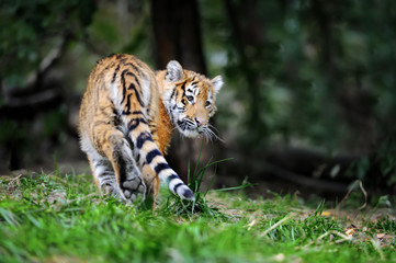 Naklejka na ściany i meble Tiger cub in grass