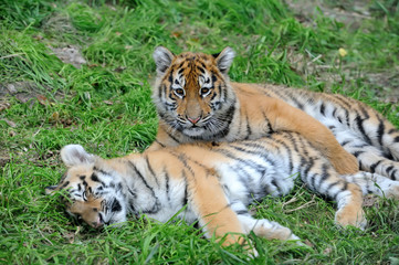Fototapeta na wymiar Portrait of a tiger cub