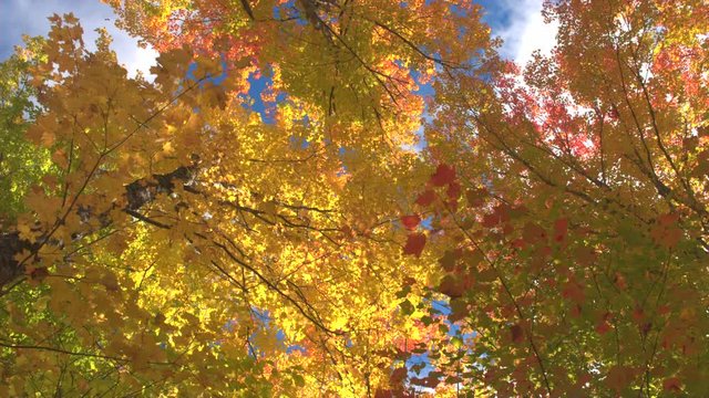 LOW ANGLE POV, CLOSE UP: Walking under colorful foliage tree branches on beautiful sunny day. Looking up through colorful tall tree canopies in vibrant autumn forest. Gorgeous fall foliage.