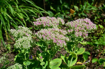 Flower with flying bee  /  Colorful meadow flower with a flying honeybee in the horticulture in Liberec.