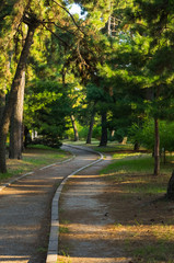 夕方の松林と遊歩道