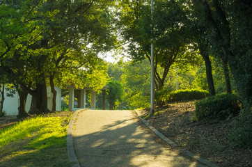 夕陽に照らされる遊歩道