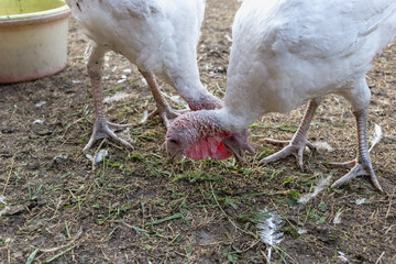 Turkeys on the farm yard in the village