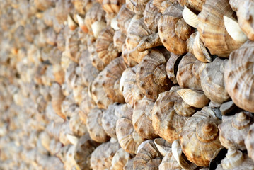 Background texture wall with sea shells and the shells of snails for graphic design Wallpaper hat web site