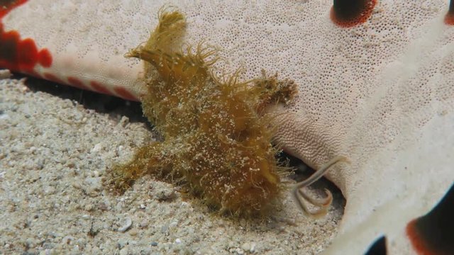 hairy frogfish 5