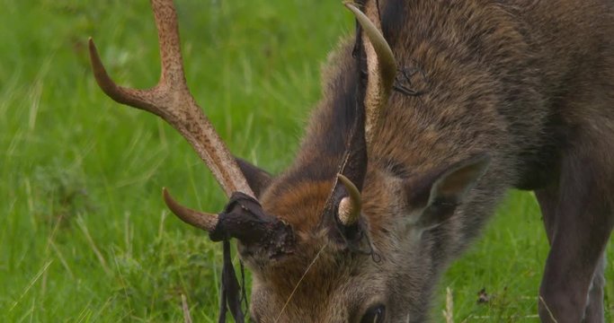 Fallow Deer stag antler bone and velvet closeup. Slow motion
