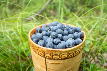 Berry Blueberries in wooden box of tuesok against forest background