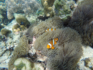 Naklejka na ściany i meble Nemo fishes with sea anemone under the sea