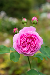 pink rose and buds in a garden