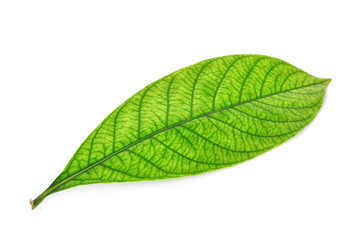 Fototapeta na wymiar close up of green leaf isolated on white background