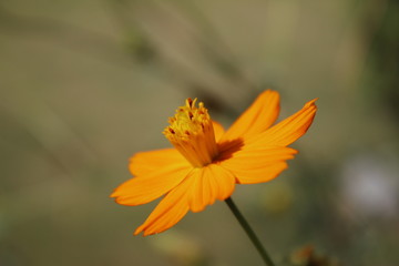 orange flower