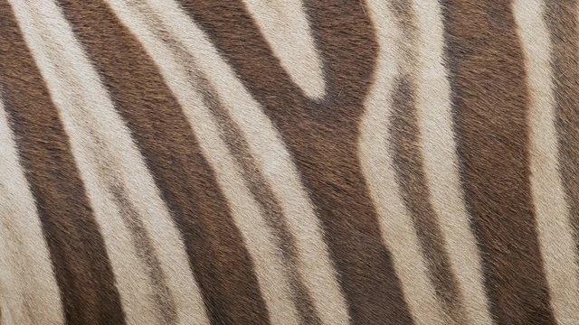 Chapman's zebra (Equus quagga chapmanni) fur
