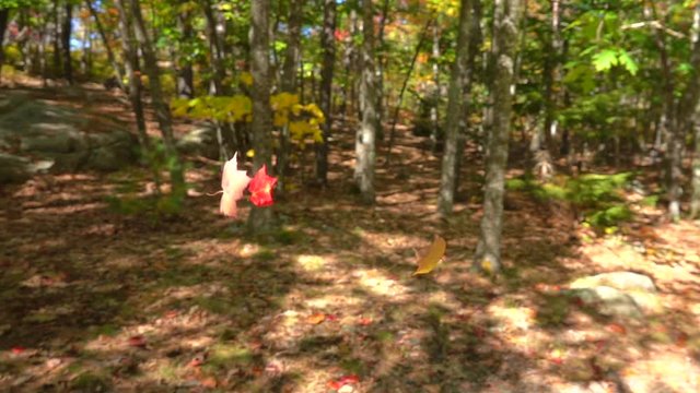 SLOW MOTION CLOSE UP: Red fall foliage falling off in autumn forest on sunny day. Red maple leaves falling slowly towards the ground in sunny fall. Colorful autumn trees shedding their leaves in fall