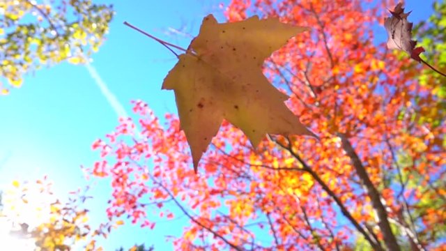 SLOW MOTION CLOSE UP: Red and yellow fall foliage falling off in autumn forest on sunny day. Vibrant maple leaf falling slowly towards the ground in sunny fall. Colorful autumn trees shedding leaves
