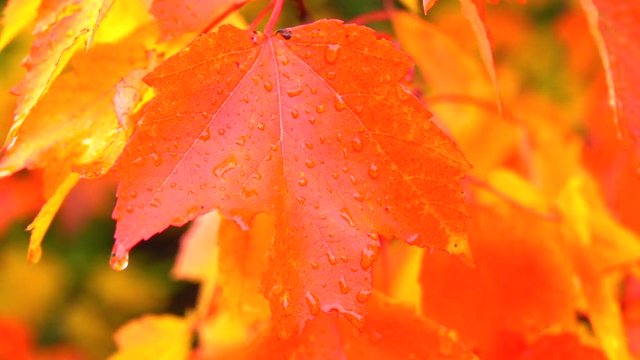SLOW MOTION CLOSE UP: Wet leaves in autumn forest after rainfall. Raining onto red and yellow tree leaves in rainy fall. Water drops dropping off stunning vibrant maple tree leaves in autumn forest