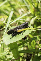 black grasshopper