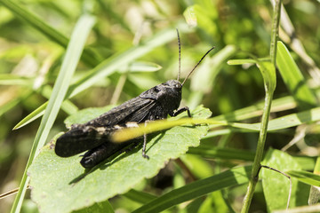 black grasshopper