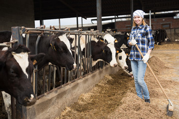 Young woman taking care of cows in cows barn