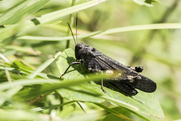 black grasshopper