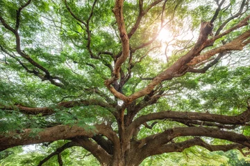 Photo sur Plexiglas Arbres Grand arbre de pluie ombragé par la lumière du soleil