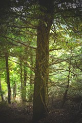 Image of a tree with a plant climbing on it.