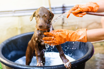 puppy dog taking shower