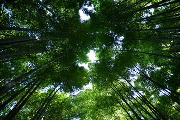 Fototapeta premium 竹林